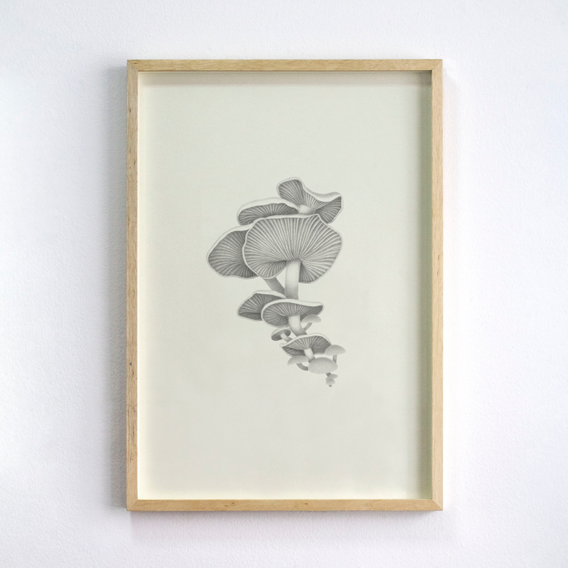 Flammulina velutipes