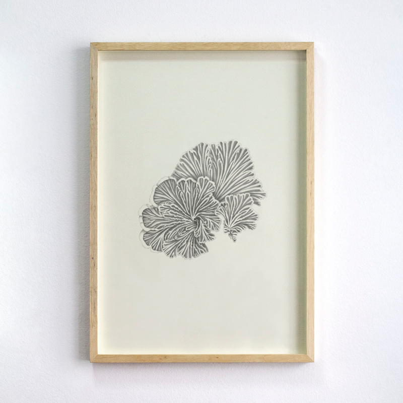 Schizophyllum commune