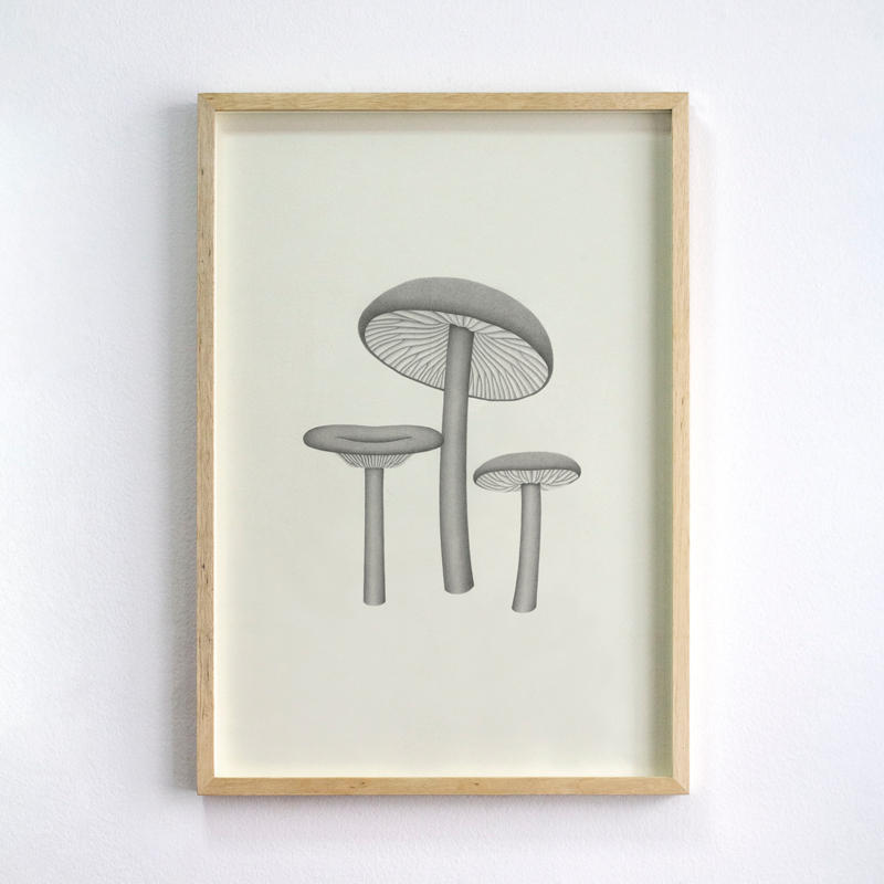 Entoloma subgenero Leptonia