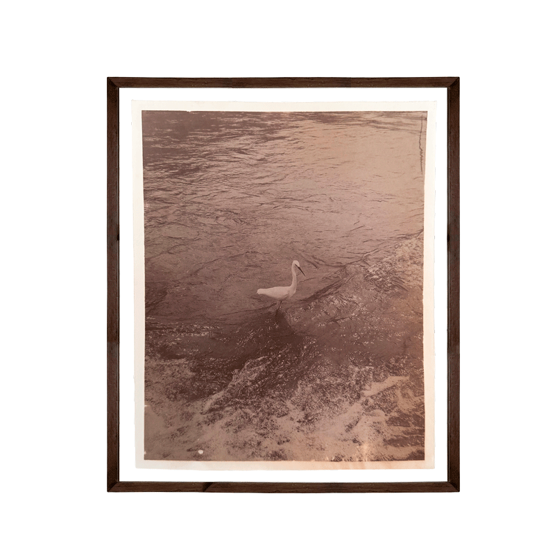 Dos aves donde se juntan el rio y el mar