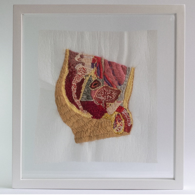 Afectos y entrañas - Aparato reproductor masculino