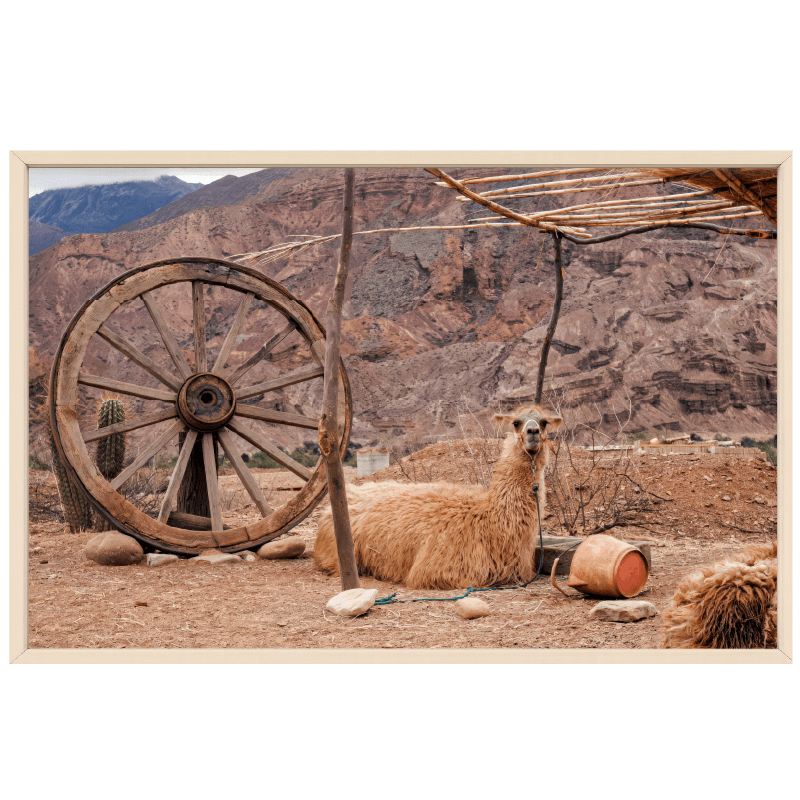 Llama en la carretera