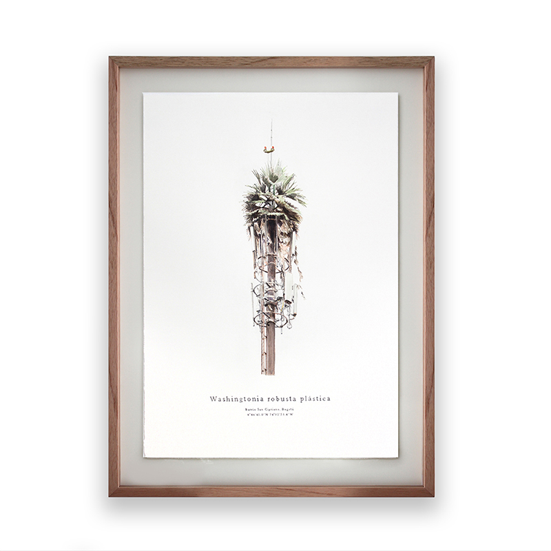 Washingtonia robusta plástica