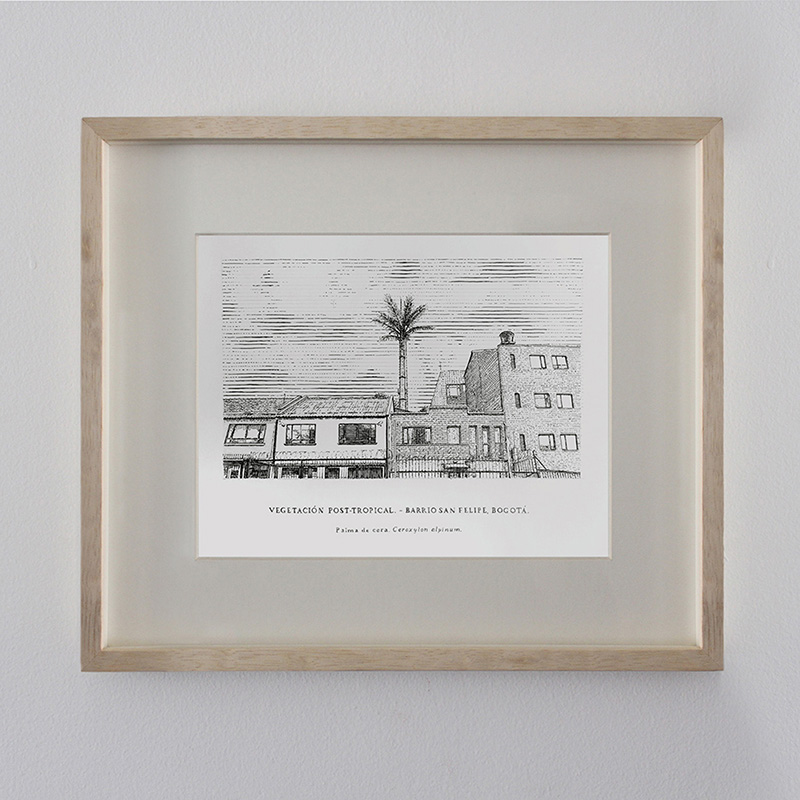 Ceroxylon alpinum - San Felipe