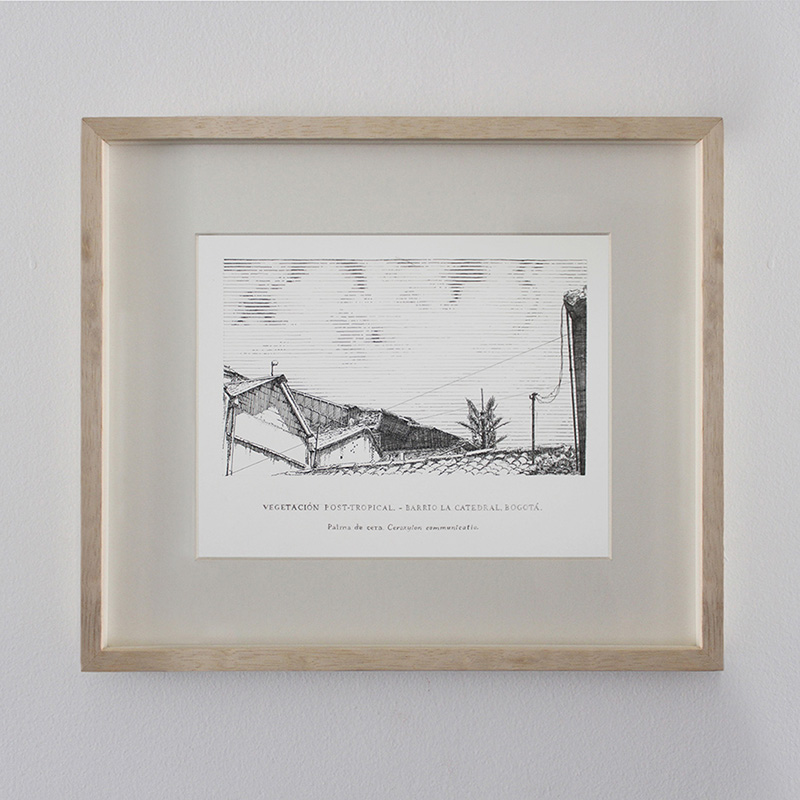 Ceroxylon communicatio - La Catedral