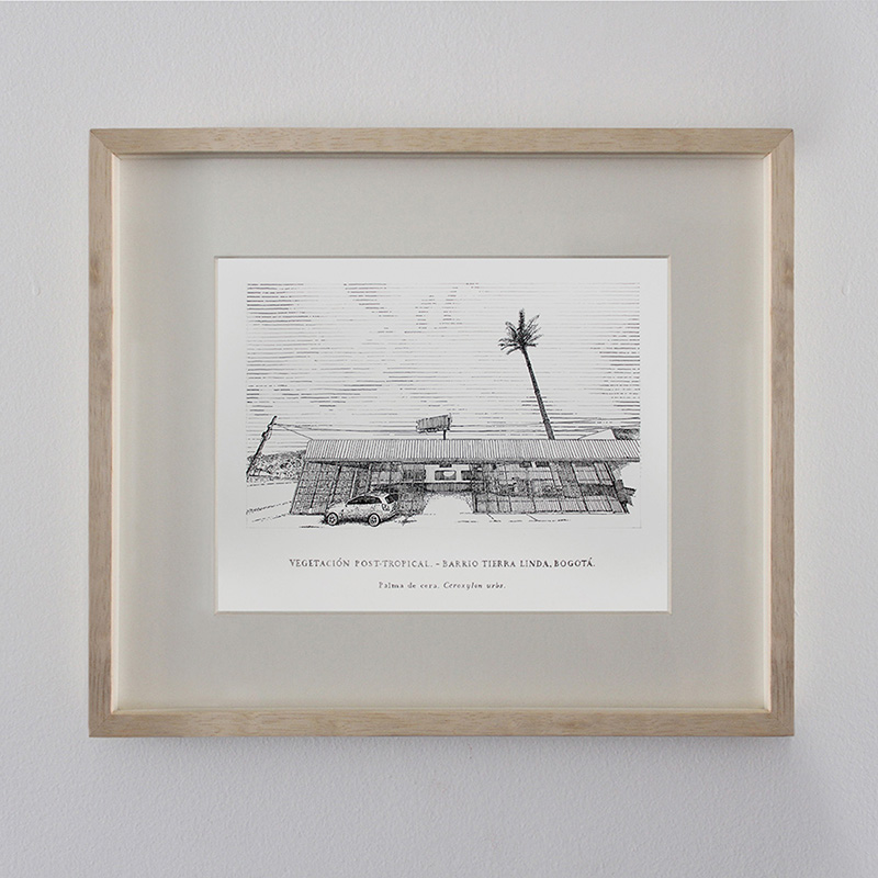 Ceroxylon urbs - Tierra linda