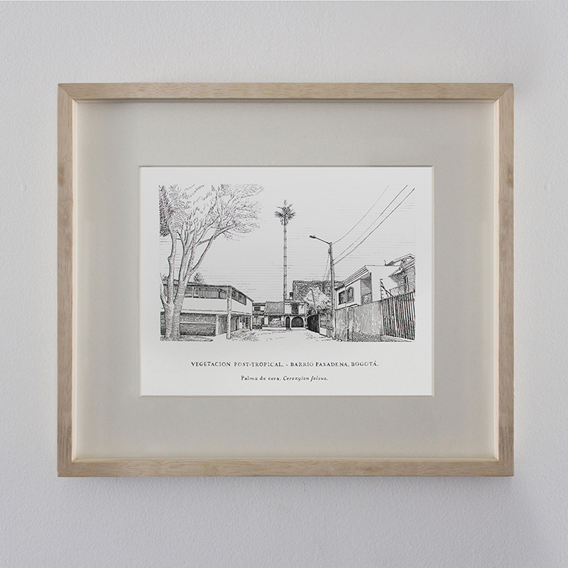 Ceroxylon falsus - Pasadena