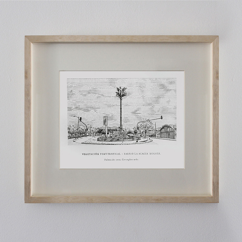 Ceroxylon urbs - La Acacia