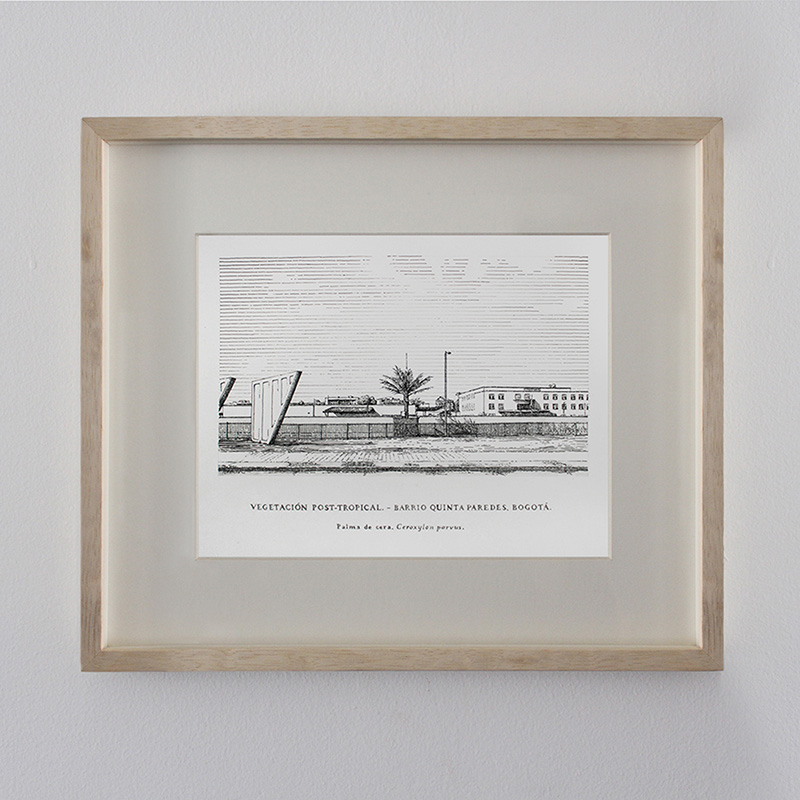 Ceroxylon Parvus - Quinta Paredes