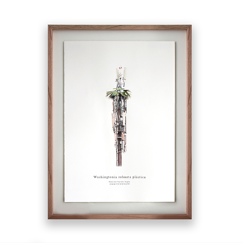 Washingtonia robusta plástica II